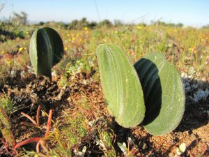 希少種 エリオスペルマム Eriospermum attenuatum 親球 1球のみ - tipwell ～世界の珍しい植物をお届け～