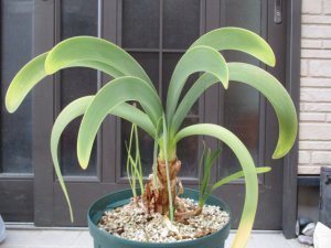 最終処分 斑入りウォースレヤ Worsleya procera petropolosis2(矮性種