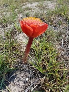 ハエマンサス　コッキネウス　実生株 ハエマンサス・コッキネウス Haemanthus coccineus 実生4年球