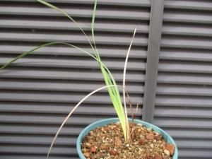ディエラマ プルチェリマム Dierama Pulcherrimum 株分け苗1芽 ピンク パープル花 Tipwell 世界の珍しい植物をお届け ディエラマ プルチェリマム Dierama Pulcherrimum 株分け苗1芽 ピンク パープル花 Tipwell 世界の珍しい植物をお届け