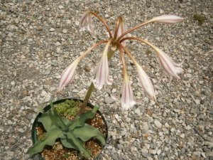 原種クリナム Crinum sp 南アフリカ産 中球 ハマユウ - tipwell ～世界の珍しい植物をお届け～