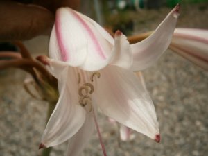 原種クリナム Crinum sp 南アフリカ産 中球 ハマユウ - tipwell ～世界の珍しい植物をお届け～