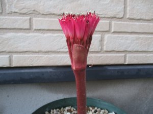 希少種 ブルンスビギア・プルクラ Brunsvigia pulchra 実生４年生 １株 - tipwell ～世界の珍しい植物をお届け～