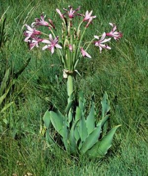 ブルンスヴィギア・グランディフローラ Brunsvigia grandeflora 限定１球のみ - tipwell ～世界の珍しい植物をお届け～