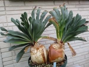 ブーファン・ハエマンソイデス ダブルヘッド Boophane haemanthoides