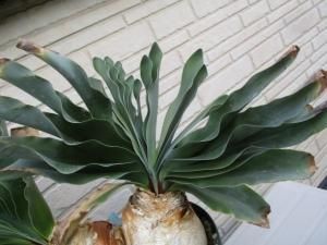 ブーファン・ハエマンソイデス ダブルヘッド Boophane