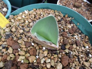 ハエマンサス・フミリス Haemanthus humilis humilis 特大球 - tipwell ～世界の珍しい植物をお届け～