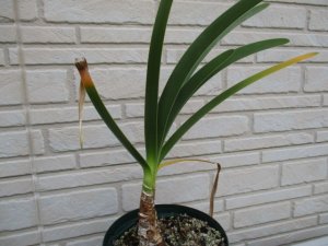 ウォースレヤ 矮性種系 実生7年中苗 Worsleya procera petropolosis2(矮性種） × Catlan 3 ラスト1株  ブルーアマリリス - tipwell ～世界の珍しい植物をお届け～