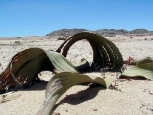 奇想天外 ウェルウィッチア・ミラビリス Welwitschia mirabilis 種子55