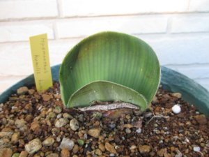 ハエマンサス・フミリス Haemanthus humilis humilis 現地特大球 - tipwell ～世界の珍しい植物をお届け～