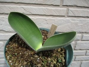 ハエマンサス・フミリス ナローリーフ Haemanthus humilis narrow leaf form 現地親球 残り3球のみ -  tipwell ～世界の珍しい植物をお届け～