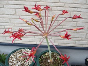 ブルンスビギア・リトラリス Brunsvigia littoralis 親大球 - tipwell ～世界の珍しい植物をお届け～