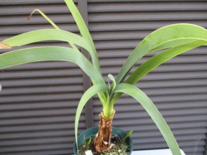 ウォースレヤ 矮性種系実生7年中苗 Worsleya procera petropolosis2(矮性種）× Catlan３ ラスト１株 脇芽２付き  ブルーアマリリス - tipwell ～世界の珍しい植物をお届け～