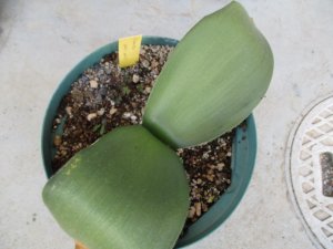 在庫処分 ハエマンサス・フミリス Haemanthus humilis 現地大球 残り２球 - tipwell ～世界の珍しい植物をお届け～