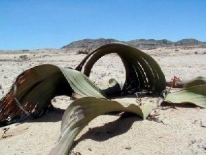 奇想天外 ウェルウィッチア ミラビリス Welwitschia mirabilis 発芽苗 