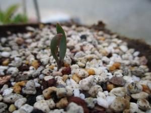 奇想天外 ウェルウィッチア ミラビリス Welwitschia mirabilis
