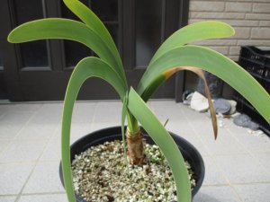 ウォースレヤ 矮性種系実生８中苗 Worsleya procera petropolosis2(矮性種）× Catlan３ 脇芽１付き ブルーアマリリス  この品種最後の1株 - tipwell ～世界の珍しい植物をお届け～