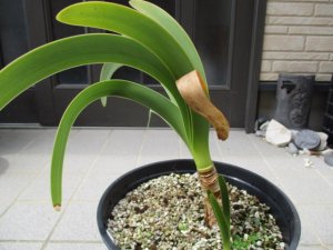 ウォースレヤ 矮性種系実生８中苗 Worsleya procera petropolosis2