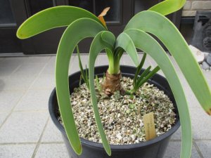 ウォースレヤ 矮性種系 実生８年中苗 脇芽３付き Worsleya procera