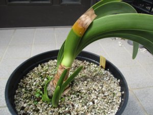 ウォースレヤ 矮性種系 実生８年中苗 脇芽３付き Worsleya procera Catlan 3× petropolosis2(矮性種）  ブルーアマリリス - tipwell ～世界の珍しい植物をお届け～