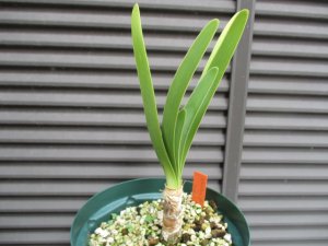 ウォースレヤ 矮性幅広葉種系 株分け苗 Worsleya procera Catlan 1(幅広葉種) × petropolosis2(矮性種)  ブルーアマリリス １ - tipwell ～世界の珍しい植物をお届け～