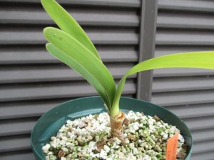 ウォースレヤ 矮性幅広葉種系 株分け苗 Worsleya procera Catlan 1(幅広葉種) × petropolosis2(矮性種)  ブルーアマリリス ラスト1株 - tipwell ～世界の珍しい植物をお届け～