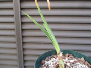 ウォースレヤ 矮性幅広葉種系 株分け苗 Worsleya procera Catlan 1(幅広葉種) × petropolosis2(矮性種)  ブルーアマリリス ４ - tipwell ～世界の珍しい植物をお届け～