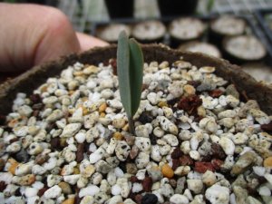 奇想天外 ウェルウィッチア ミラビリス Welwitschia mirabilis 発芽苗 ...