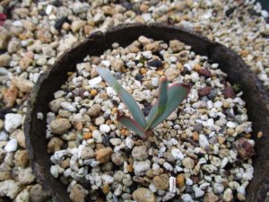 奇想天外 ウェルウィッチア ミラビリス Welwitschia mirabilis 実生苗 