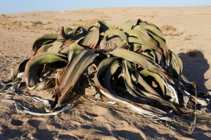 種子100粒 奇想天外 ウェルウィッチア ミラビリス Welwitschia