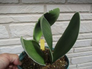 ハエマンサス・フミリス ダブルヘッド Haemanthus humilis double head 大球 １球のみ - tipwell  ～世界の珍しい植物をお届け～