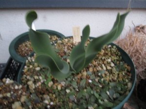 ブルンスビギア・リトラリス Brunsvigia littoralis 中球 - tipwell ～世界の珍しい植物をお届け～