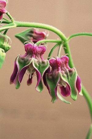 輸入球 ペンタゴナンサス グランディフロルスssp. グラブレッセンス Pentagonanthus grandiflorus ssp.  glabrescens 親球 現品限り - tipwell ～世界の珍しい植物をお届け～