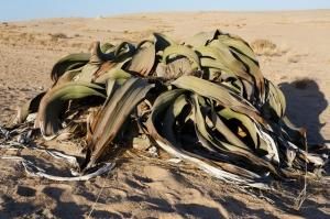 新着 奇想天外 ウェルウィッチア ミラビリス Welwitschia