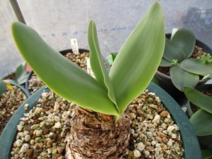 セール品 ブルンスビギア・グランディフローラ Brunsvigia grandiflora 親特大球 南アフリカ大型ヒガンバナ ラスト1球 -  tipwell ～世界の珍しい植物をお届け～