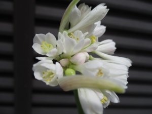 南アフリカ球根植物】白花 Crinum moorei alba アリウム 1球根