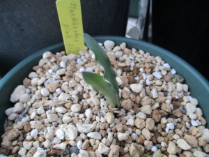 ハエマンサス・クリスパス Haemanthus crispus pink flower form 親球 ② - tipwell ～世界の珍しい植物 をお届け～