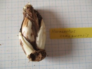 ハエマンサス・ナマクエンシス　Haemanthus namaquensis 実生５年球　② - tipwell ～世界の珍しい植物をお届け～