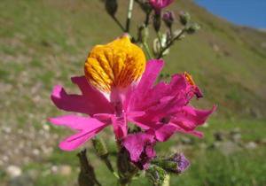 完売しました！》シザンサス グラハミーの種10粒 Schizanthus grahamii