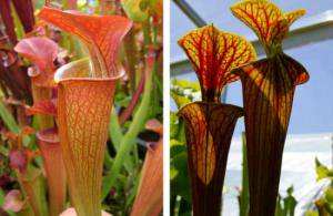 完売しました！》サラセニア交配種の種10粒 Sarracenia 'Orange Fire' x heavy veined - tipwell  ～世界の珍しい植物をお届け～