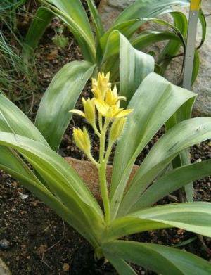 完売しました！》ヒポキシス ヘメロカリデアの種10粒 Hypoxis hemerocallidea - tipwell ～世界の珍しい植物をお届け～