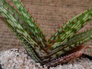 斑入りアロエ デウェティの種約50粒 Aloe dewetii - tipwell ～世界の珍しい植物をお届け～