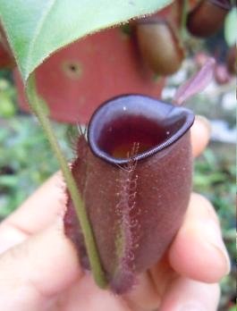 完売しました！》ネペンテス アンプラリア ダークレッドの種50粒 Nepenthes ampullaria Dark red - tipwell  ～世界の珍しい植物をお届け～