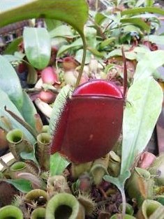 完売しました！》ネペンテス アンプラリア ダークレッドの種50粒 Nepenthes ampullaria Dark red - tipwell  ～世界の珍しい植物をお届け～