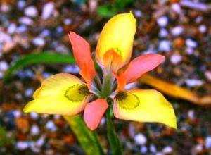 完売しました モラエア パピリオナセアエの種10粒 Moraea Papilionaceae Tipwell 世界の珍しい植物をお届け