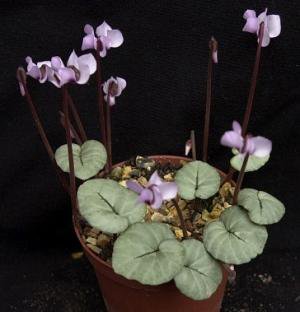 原種 シクラメン コウムの種5粒 Cyclamen Coum Silver Leaf Pink Flower 12採集 Tipwell 世界の珍しい植物をお届け