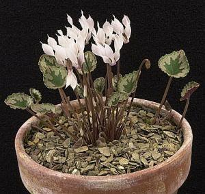 完売しました！》原種 シクラメン ミラビレの種5粒 Cyclamen mirabile 'Tilebarn Jan' - tipwell  ～世界の珍しい植物をお届け～