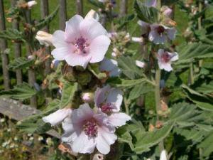 マーシュマロウの種約80粒 Althaea Officinalis Tipwell 世界の珍しい植物をお届け