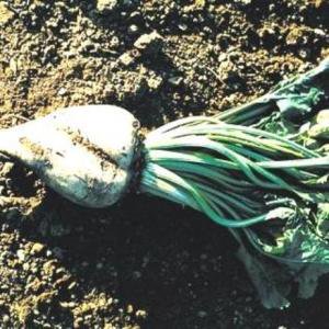 サトウダイコンの種約140粒 Sugar Beet Tipwell 世界の珍しい植物をお届け