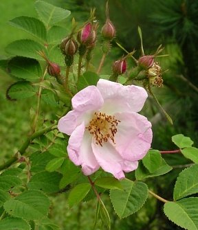 原種バラ ロザ ダヴィディの種約30粒 Rosa davidii - tipwell ～世界の